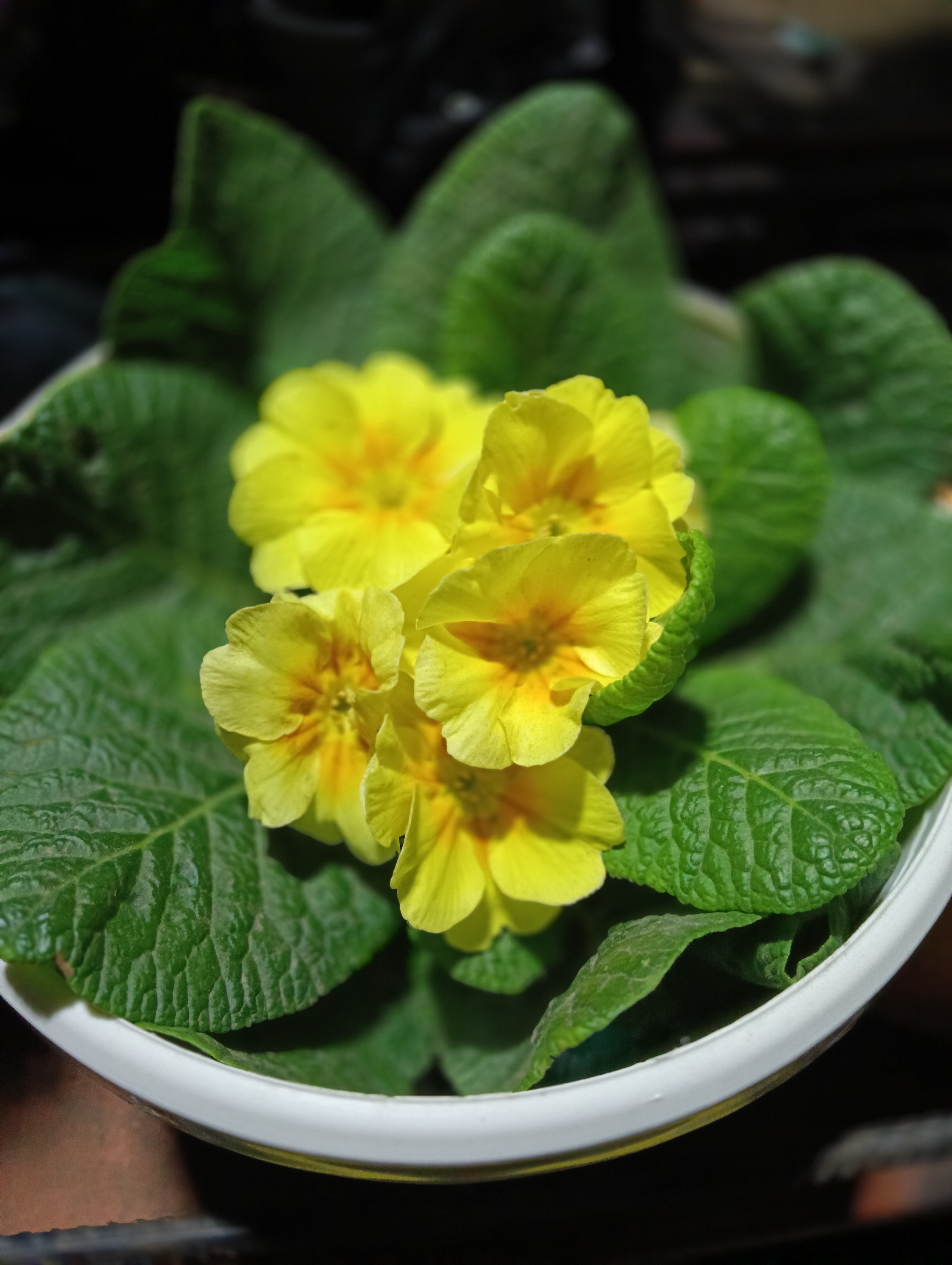 Primula