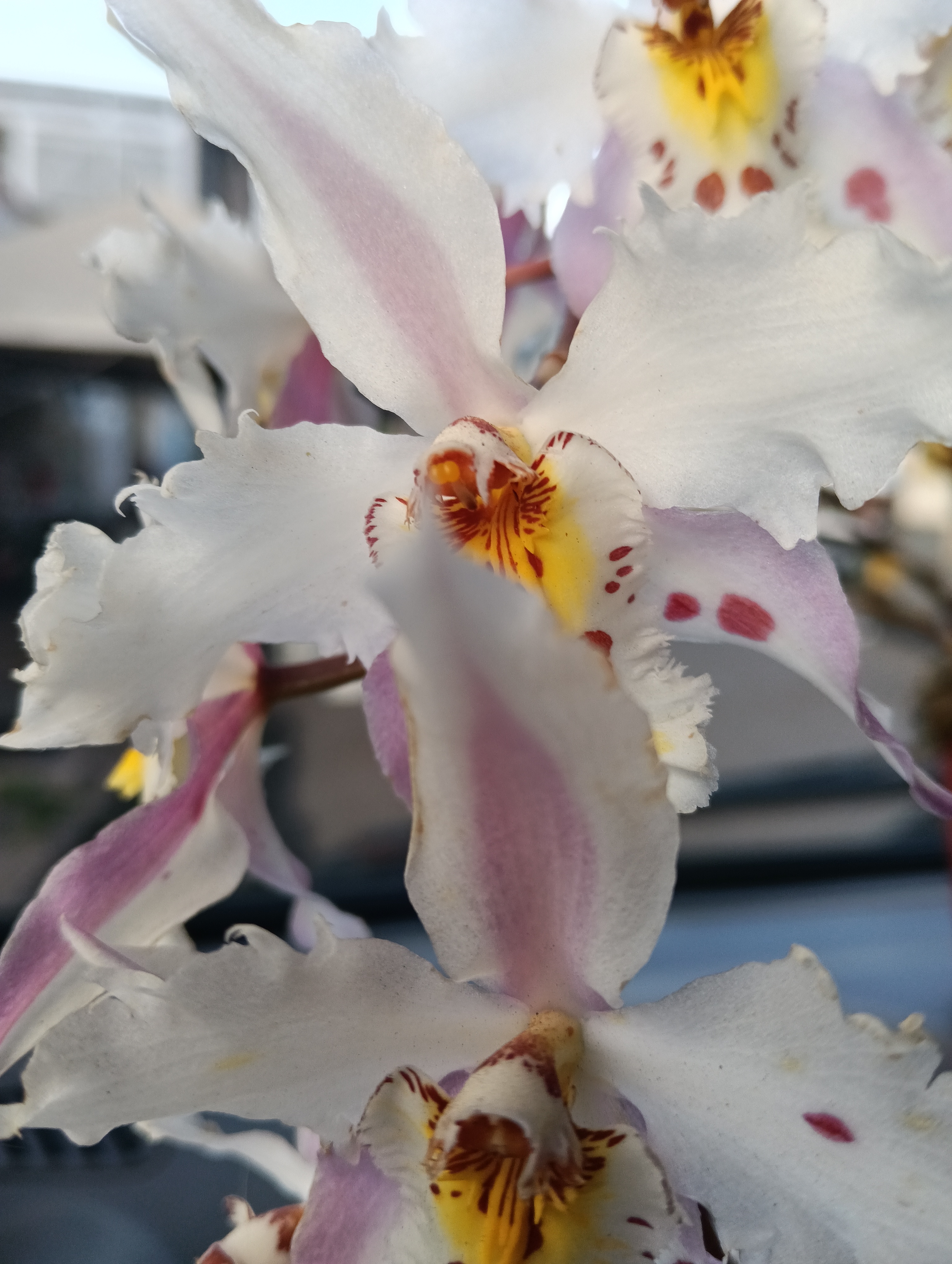 Orquídea/ Odontoglossum