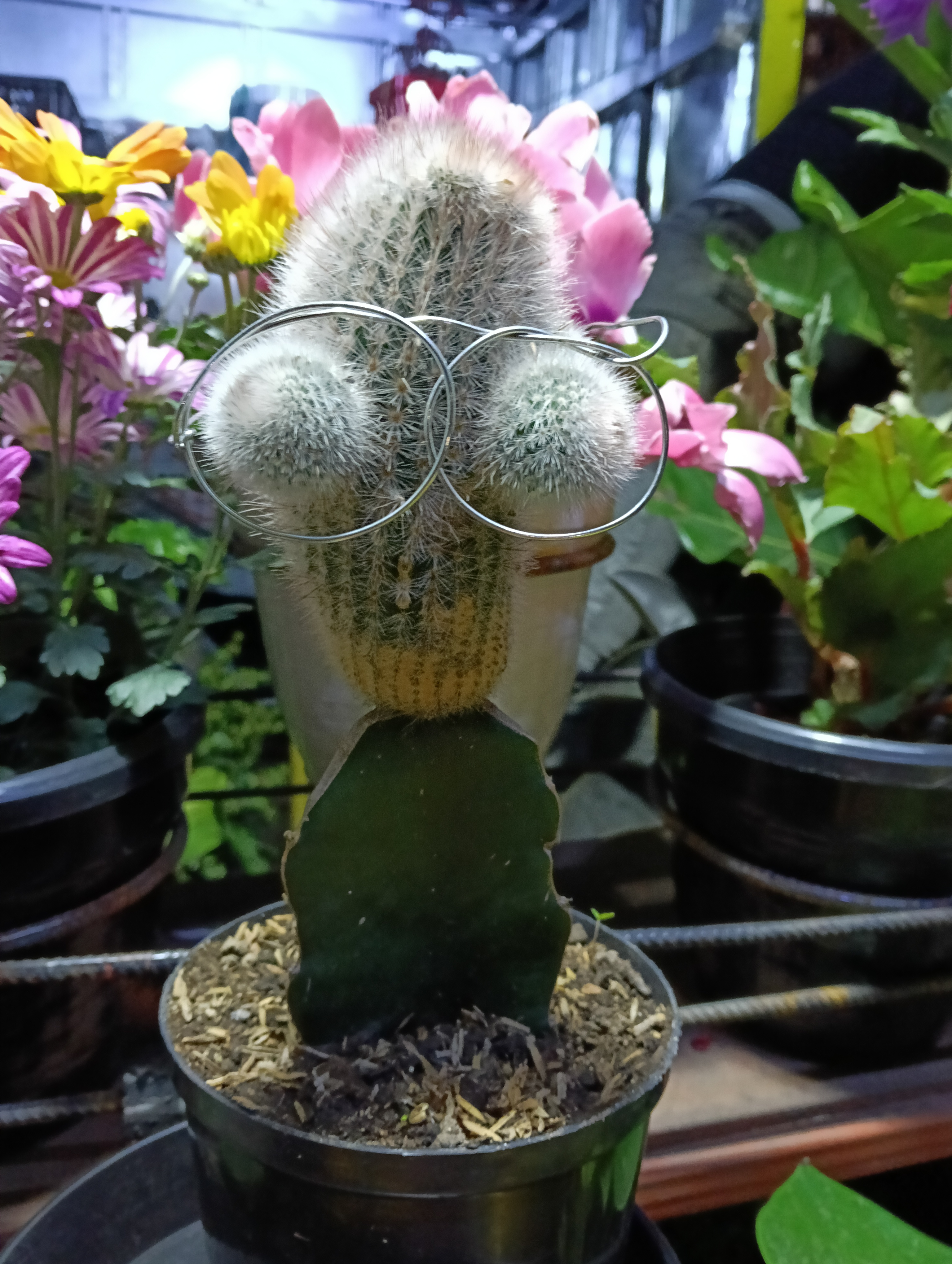 Cactus / Cephalocereus senilis (injertado sobre Hylocereus)