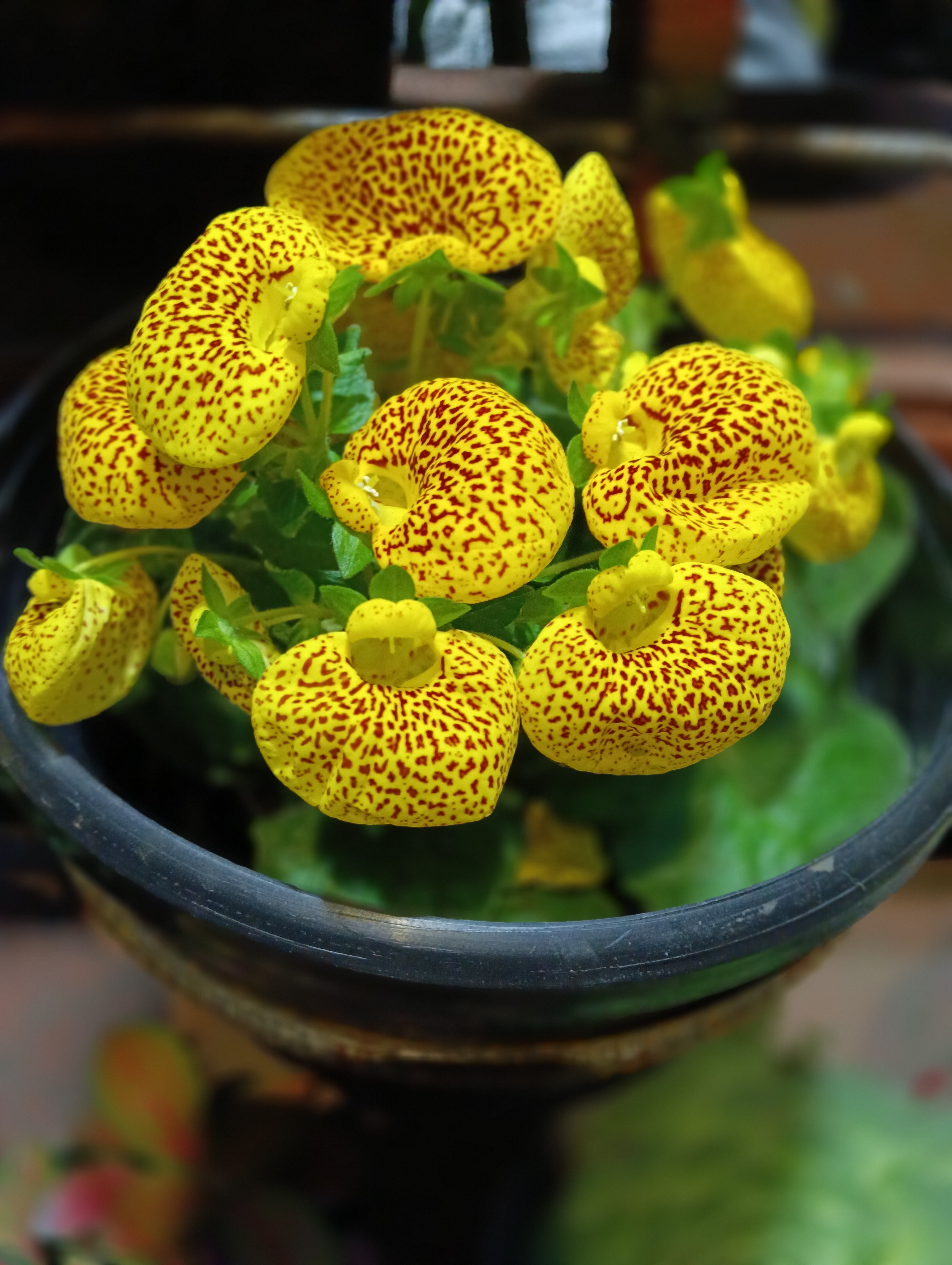 Carrielito / Calceolaria herbeohybrida