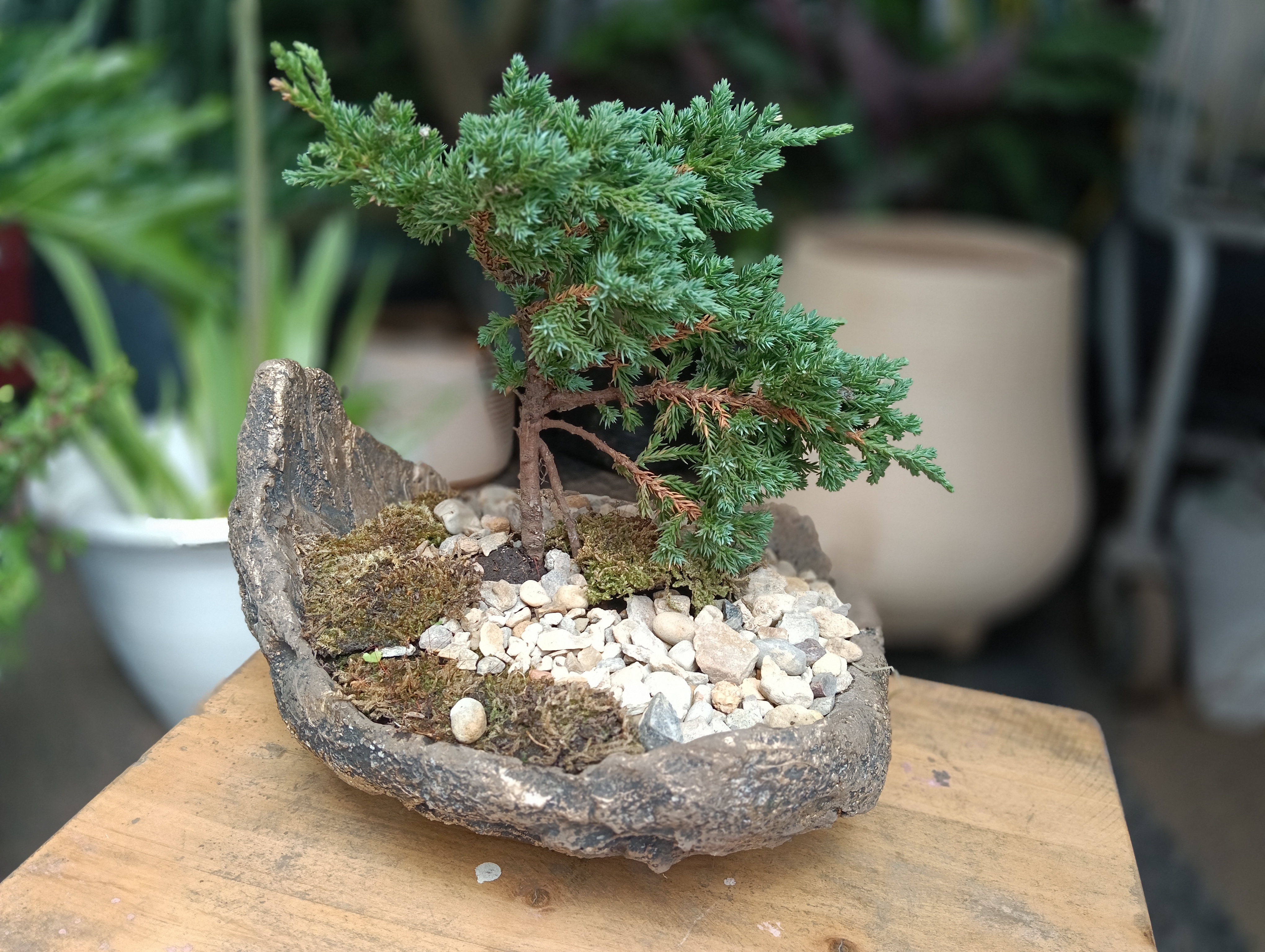 Bonsai / Juniperus procumbens