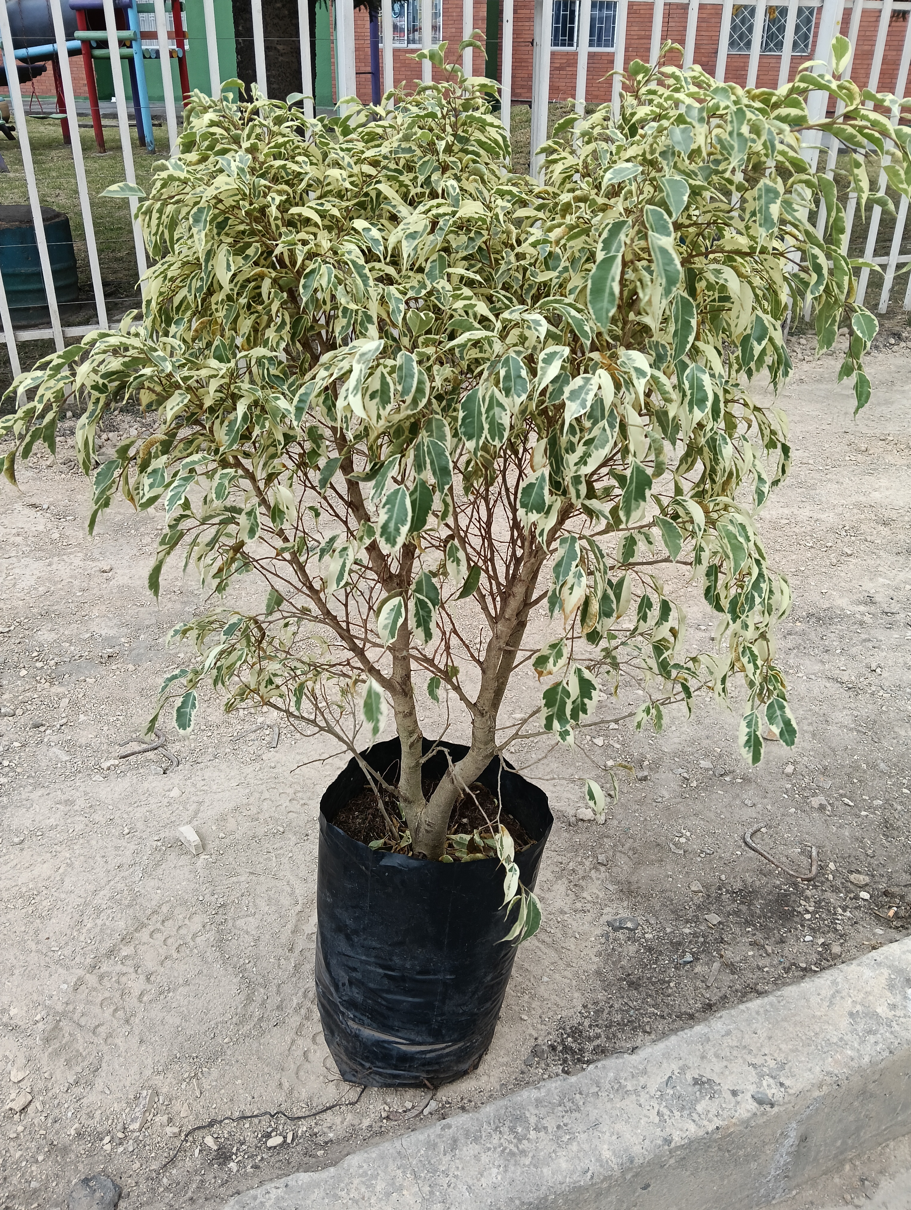 Ficus benjamina 'Variegata'
