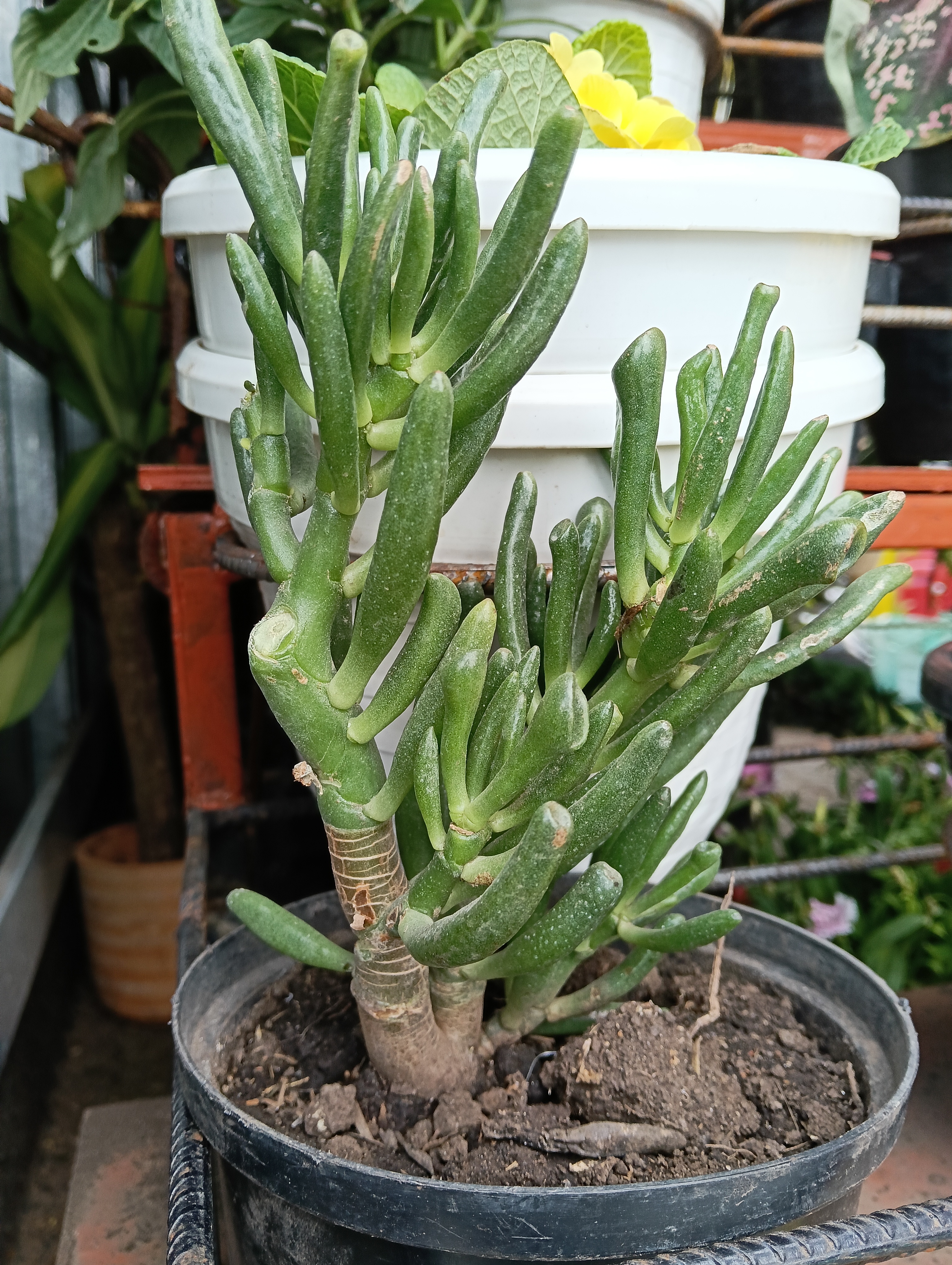 Orejas de sherk /Crassula ovata 'Gollum'