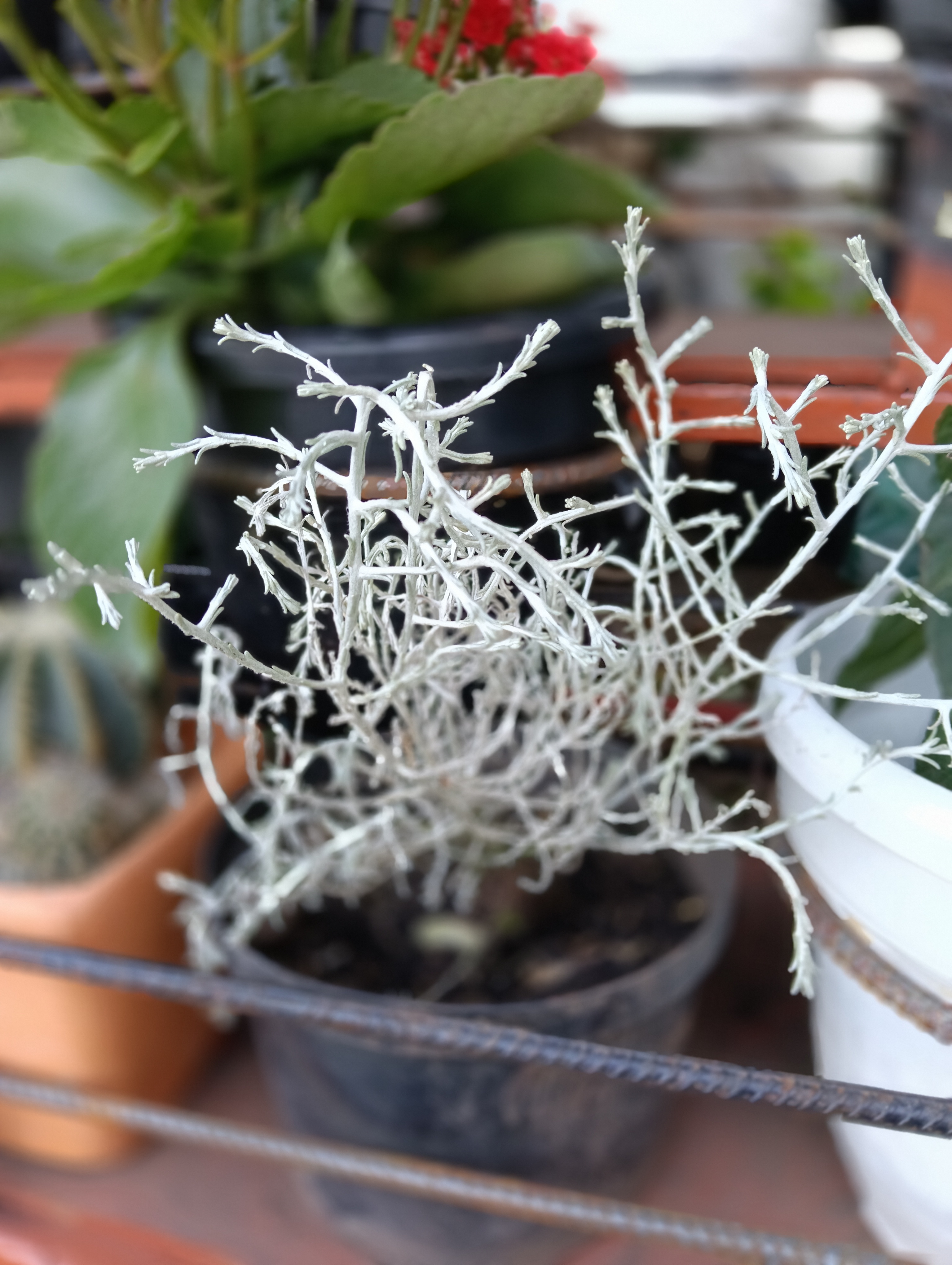 Pino gris Calocephalus brownii