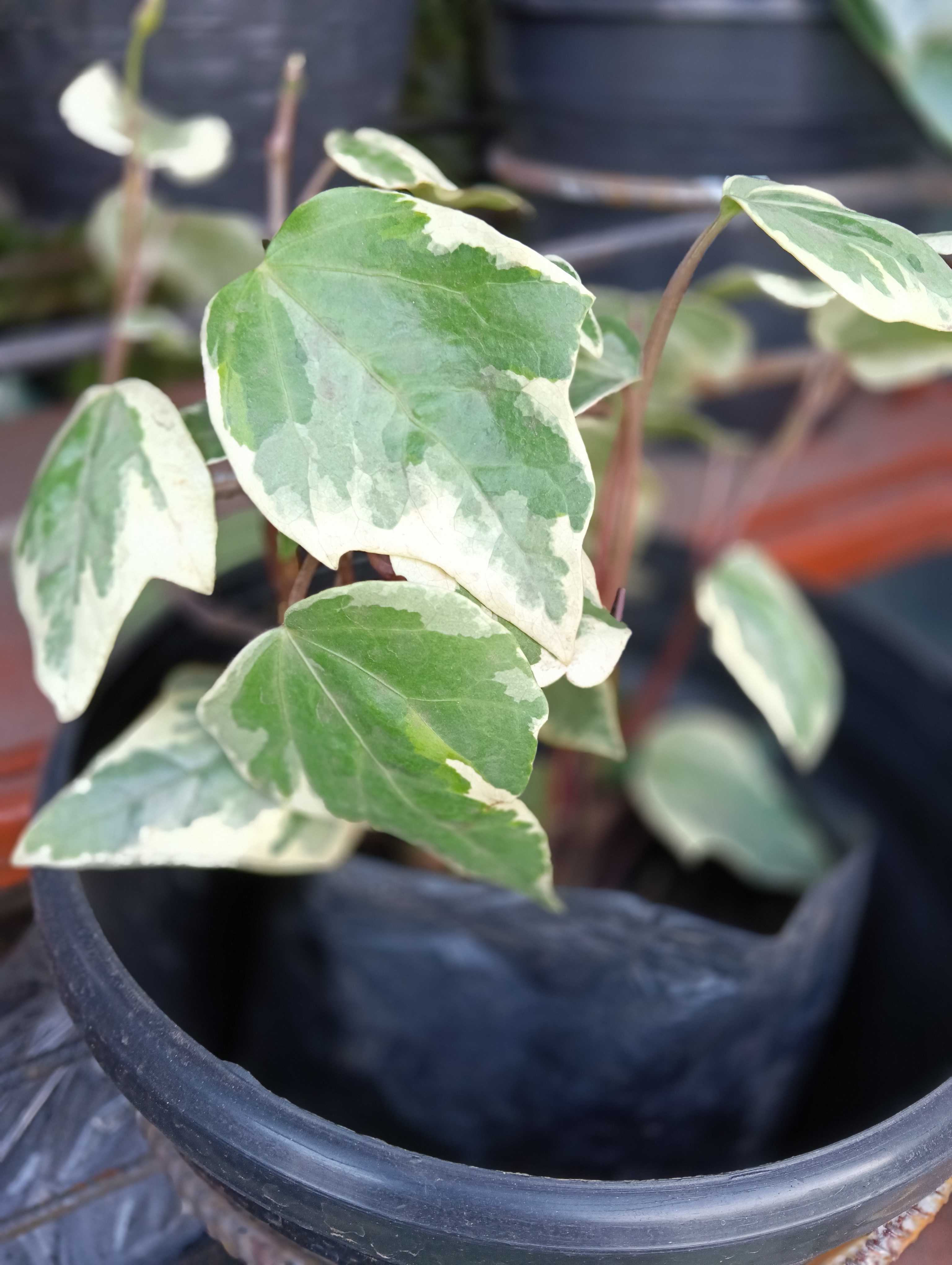 Hedera helix var. variegata