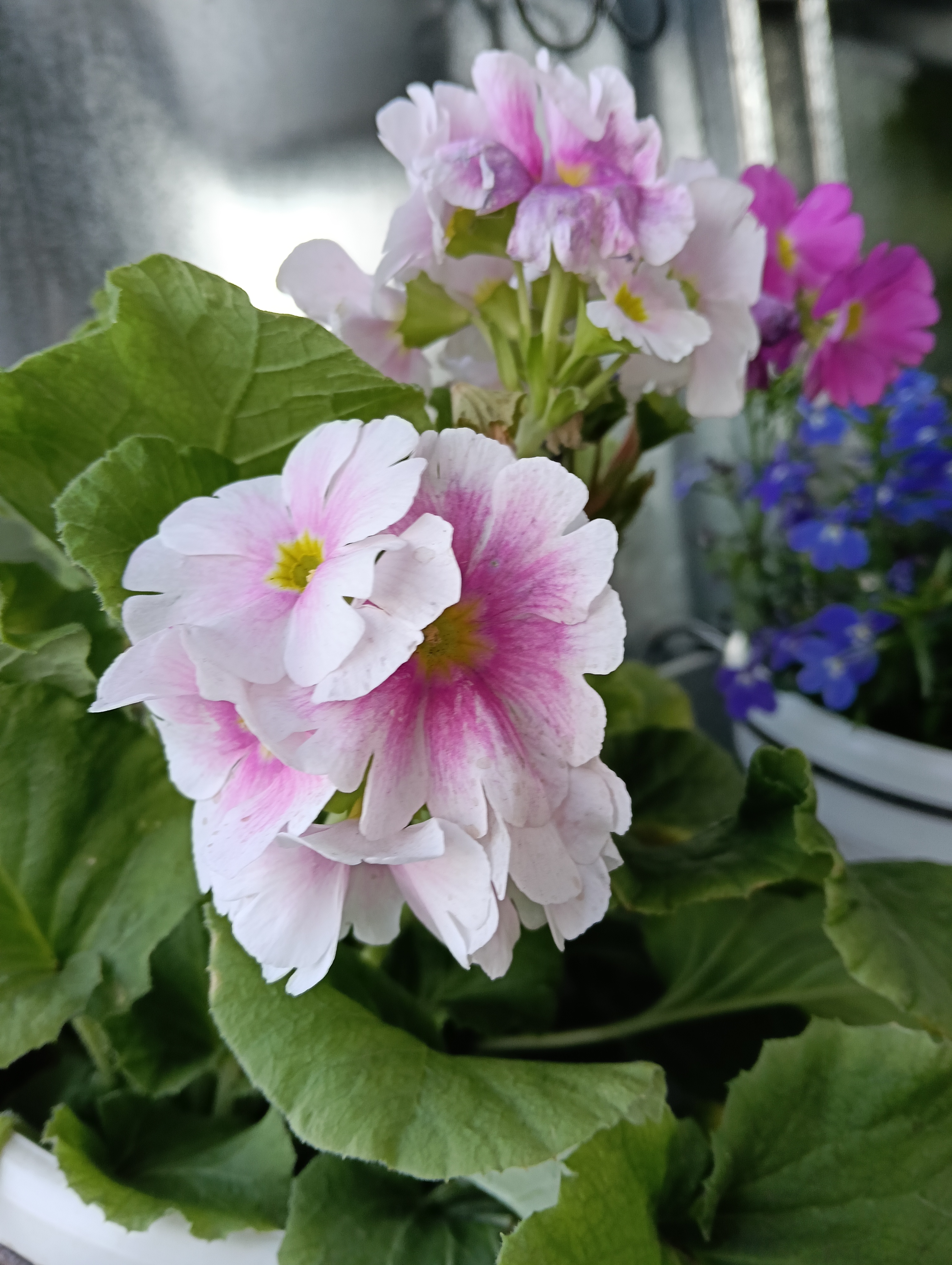 Primavera