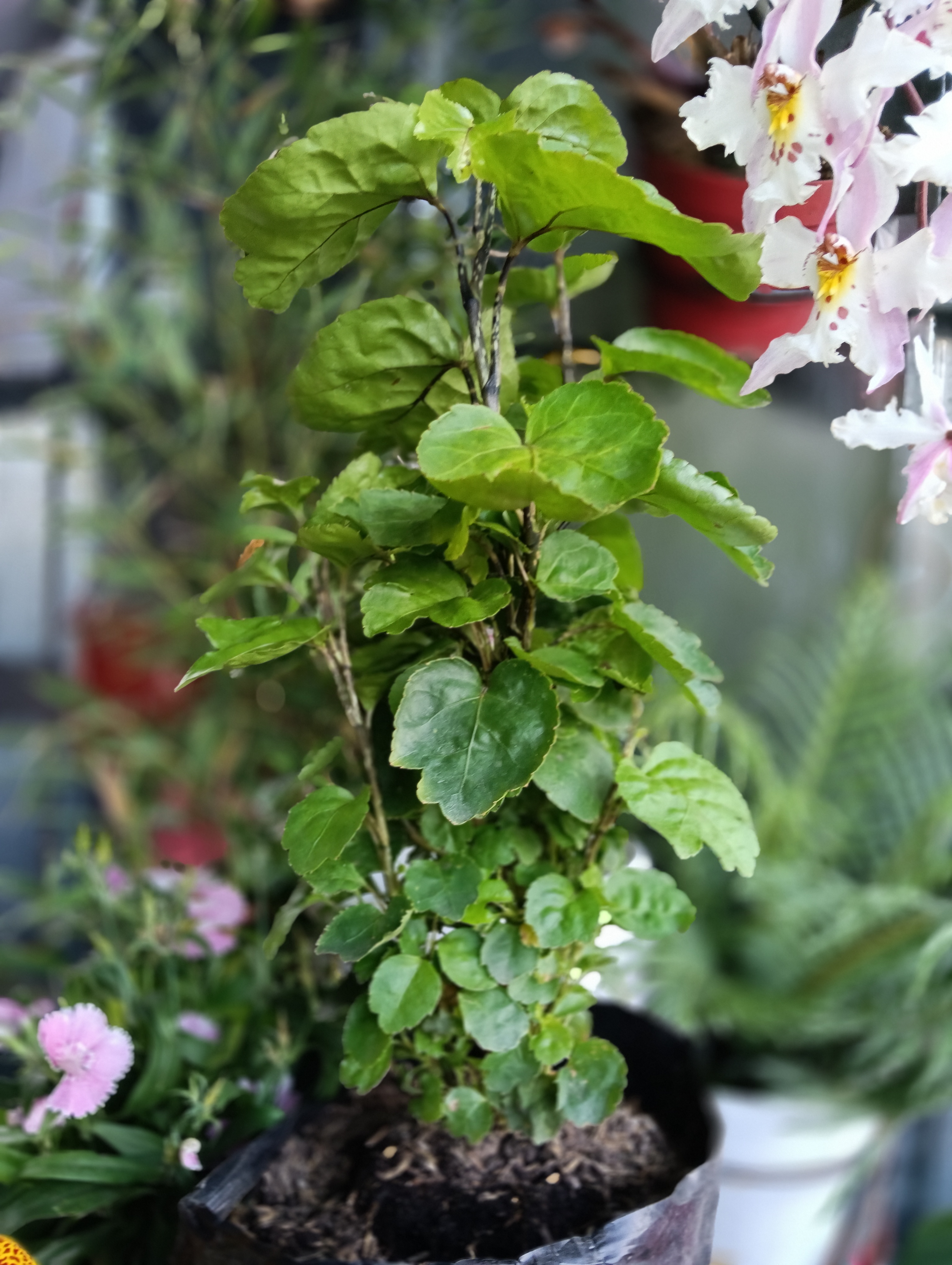 Millonaria Polyscias scutellaria