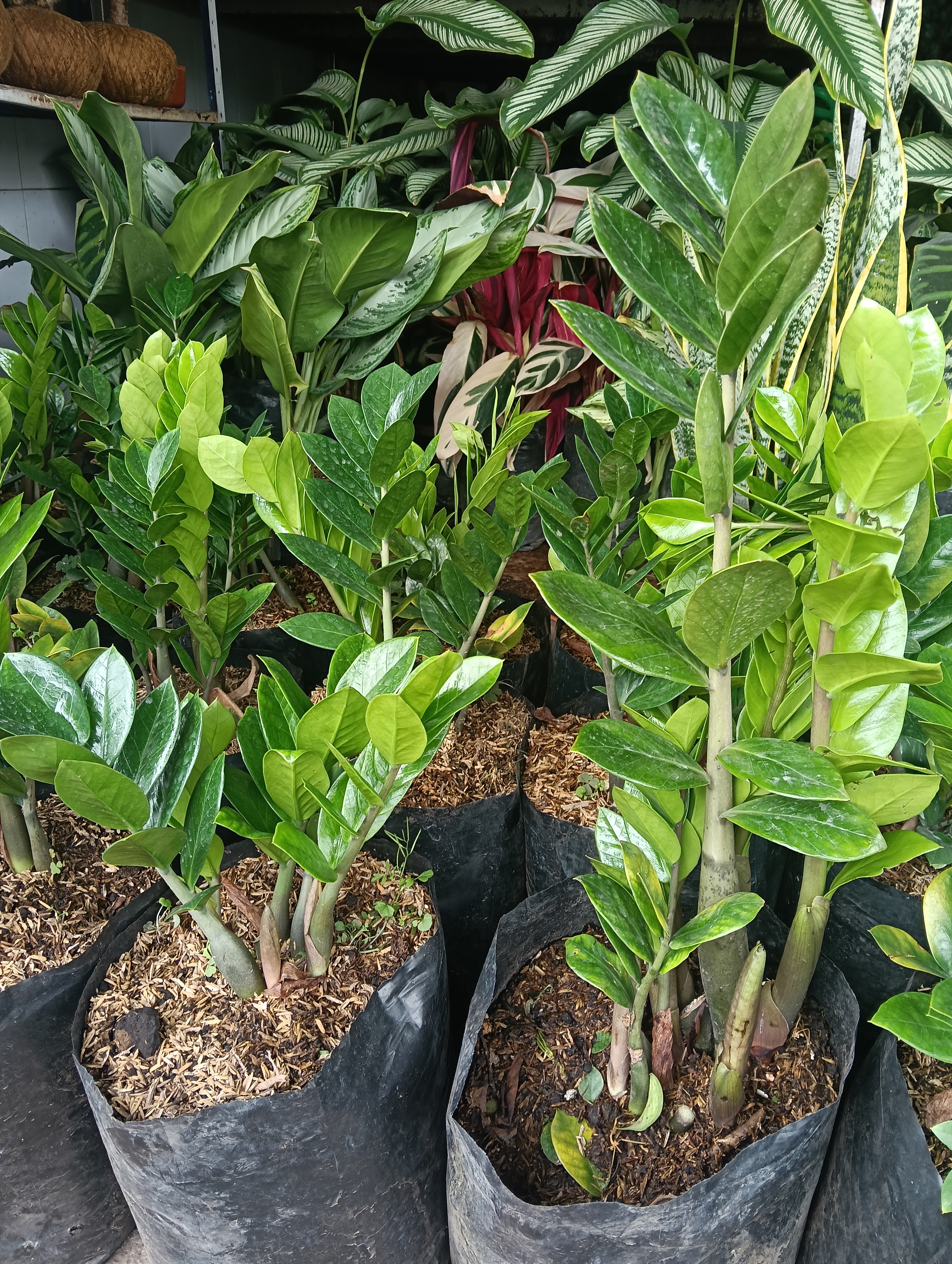 Planta ZZ / Zamioculcas zamiifolia