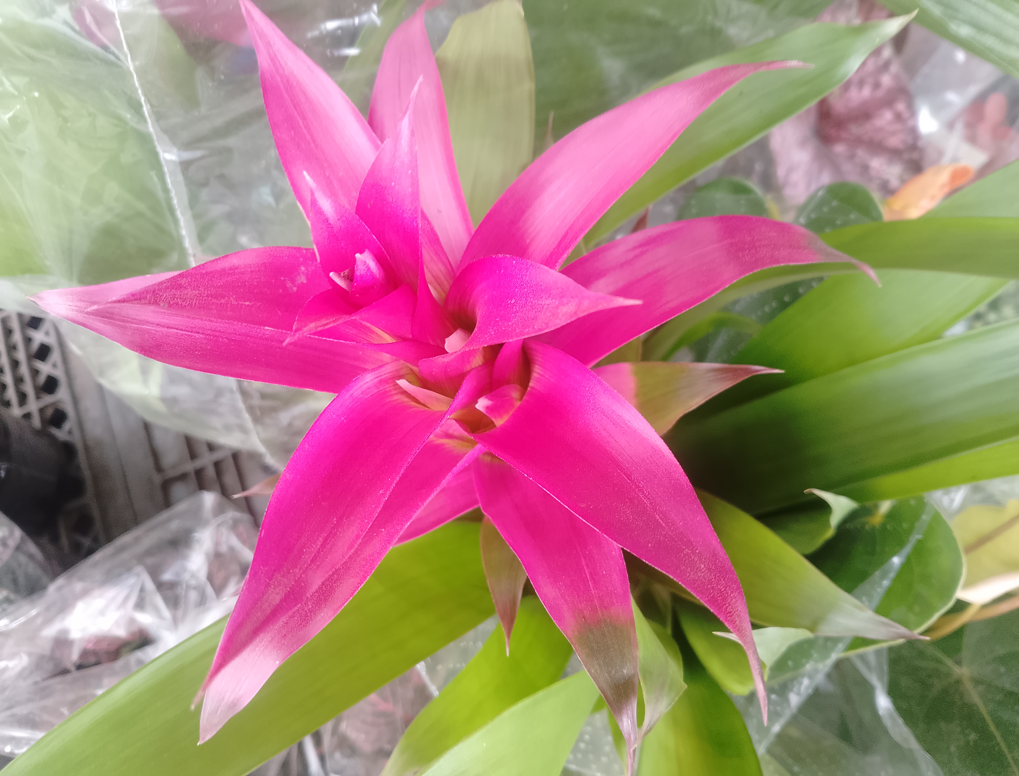 Guzmania lingulata